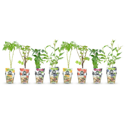 Plants de Groseille, Framboise Jaune, Mûre et Myrtille en pots individuels, alignés sur fond blanc, prêts à être plantés.