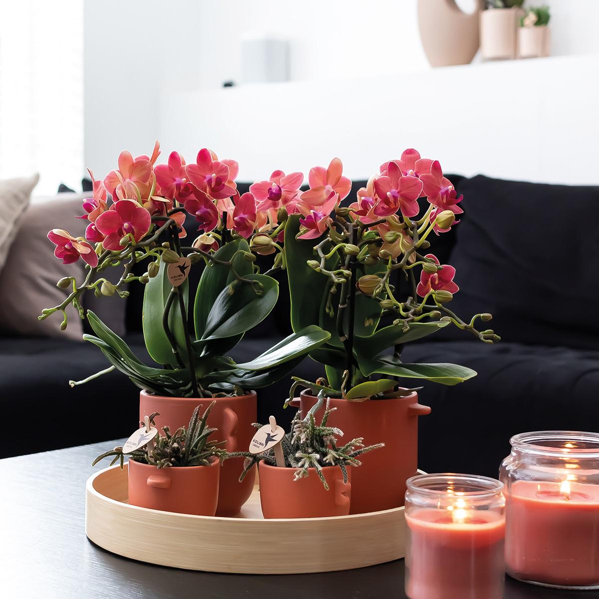 Orchidée Phalaenopsis rouge en pot