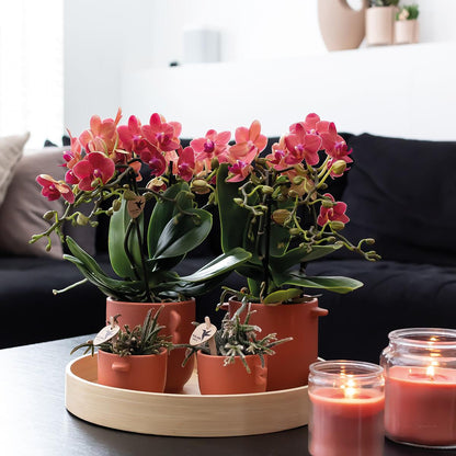 Orchidée Phalaenopsis rouge en pot