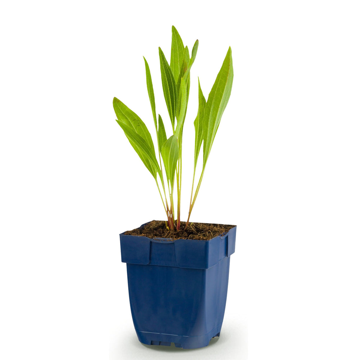 Échinacée jaune - 1 plant en pot de 11 cm