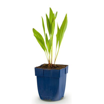 Échinacée jaune - 1 plant en pot de 11 cm