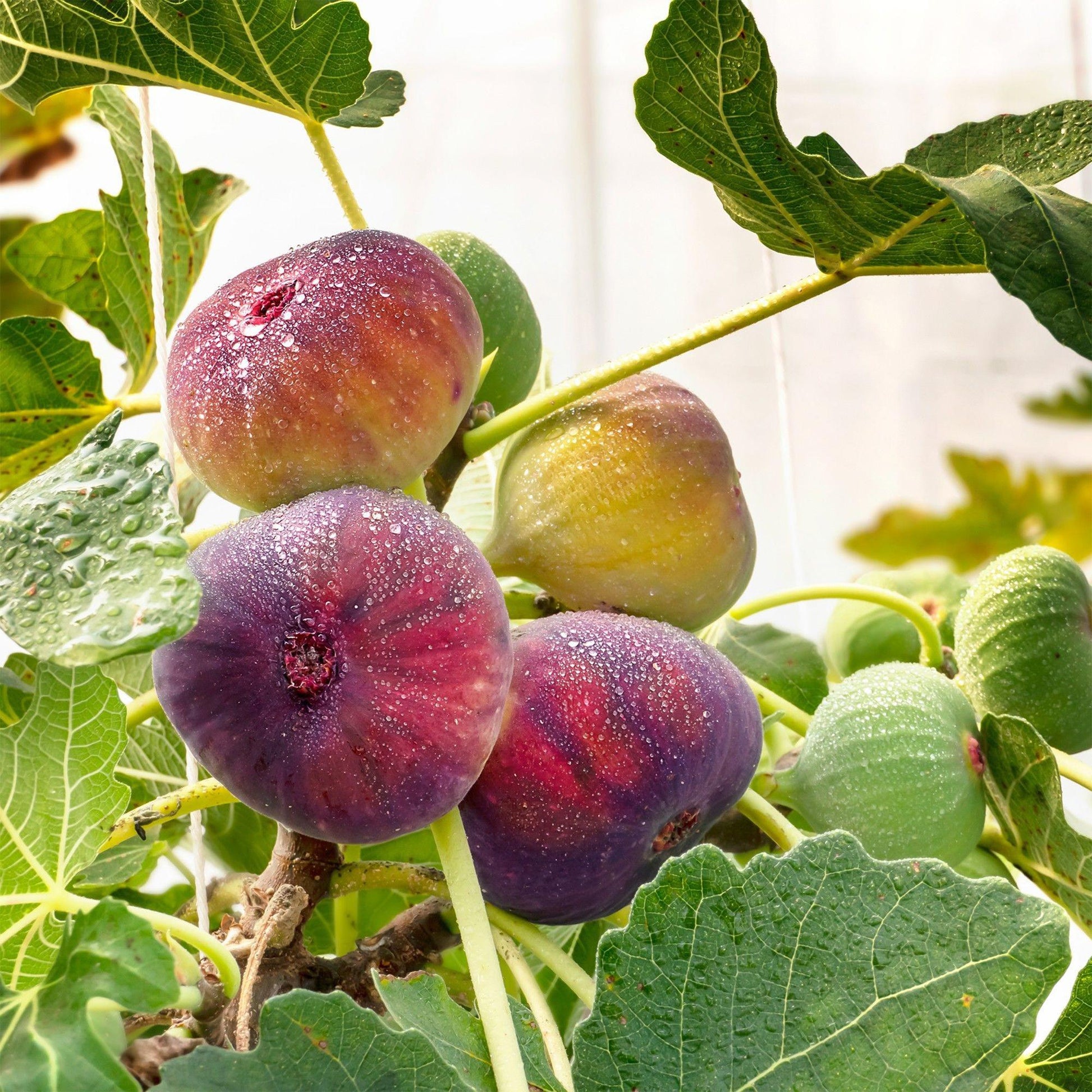Ficus carica Rouge de Bordeaux. Gouttes de rosée sur des figues mûres et immatures d'un arbre Ficus carica Rouge de Bordeaux.