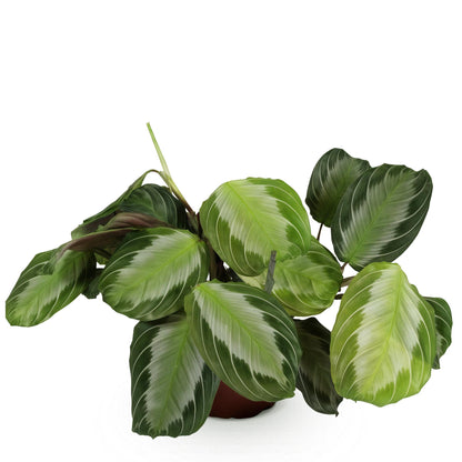 Plante d'intérieur - Maranta Fascinator Silverband - Plante de prière - Plante amie des animaux - Verte - 1 Plante - Pot 12cm - Hauteur 25cm