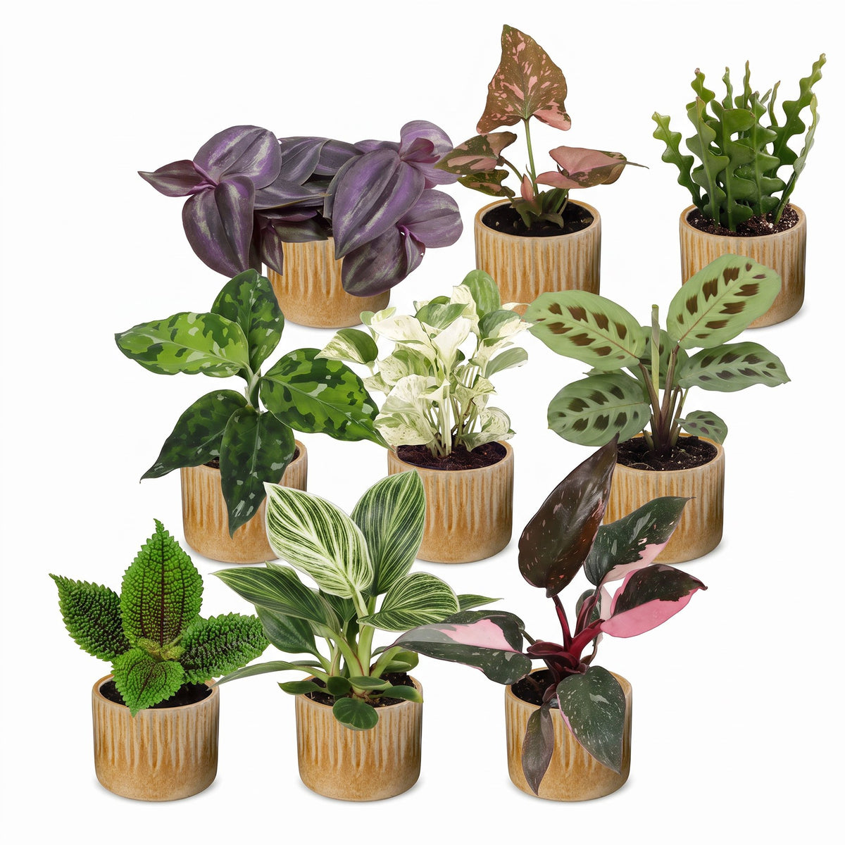 Box surprise plantes en pot de 6 cm, 9 plantes, cache-pot miel