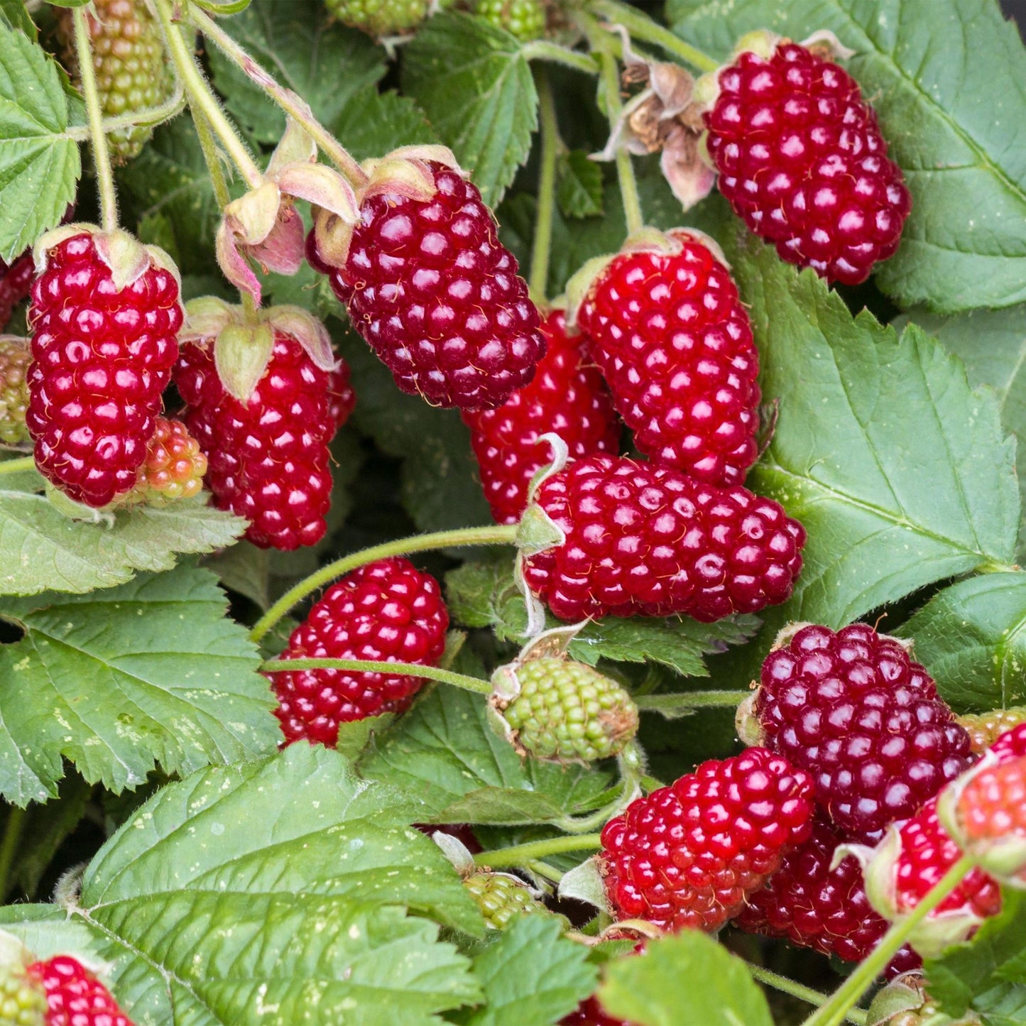 Rubus Thornless Loganberry. Gros plan sur les baies rouges mûres et les feuilles vertes de cette plante fruitière.