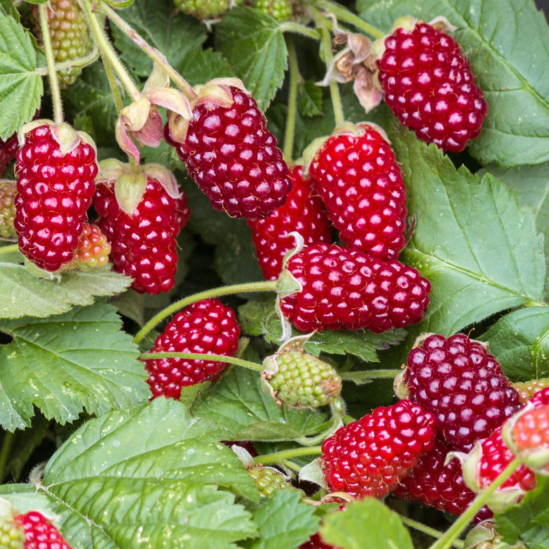 Mûre (ronce) 'Thornless Loganberry' (Rubus fruticosus) - petit fruit rustique - Pot 15 cm - Hauteur 50 cm
