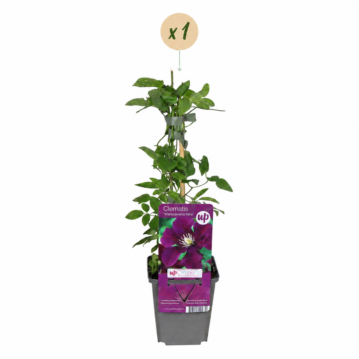 Clématite 'Warszawska Nike' - 1 plant, pot Ø9 cm