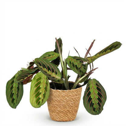 Plante d'intérieur - Maranta Fascinator Tricolour - Plante de prière - Plante amicale pour les animaux - Vert - 1 Plante - avec Panier - Pot 12cm - Hauteur 25cm