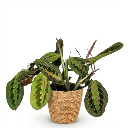 Plante d'intérieur - Maranta Fascinator Tricolour - Plante de prière - Plante amicale pour les animaux - Vert - 1 Plante - avec Panier - Pot 12cm - Hauteur 25cm