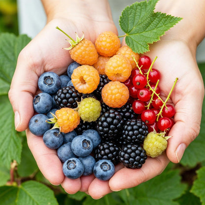 Groseille, framboise jaune, mûre, myrtille : mains tenant une variété de baies fraîches et colorées, sur fond de feuillage vert.