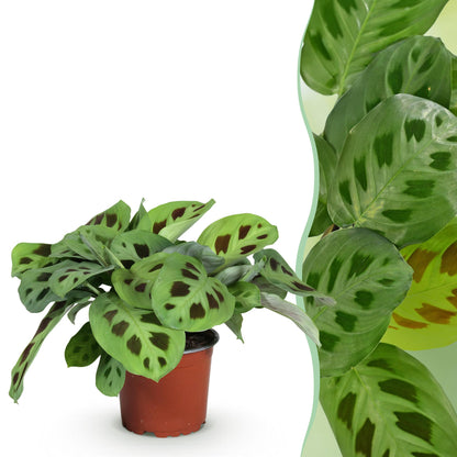 Plante d'intérieur - Maranta Fascinator Kerchoveana - Plante zèbre - Plante amicale pour les animaux - Vert - 1 Plante - Pot 12cm - Hauteur 25cm