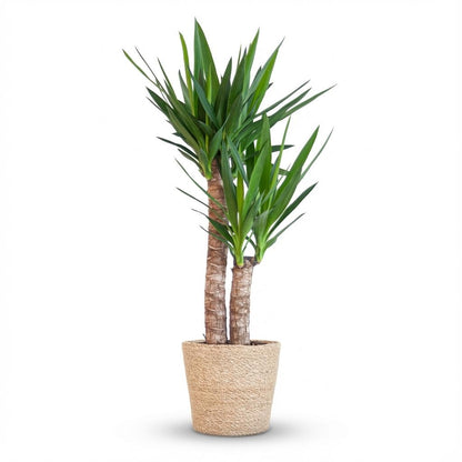 Yucca Elephantipes avec panier Zeegras naturel - 90cm - Ø21