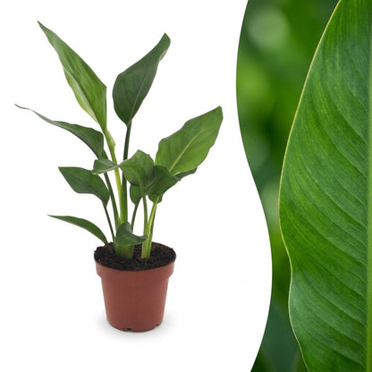 Strelitzia Reginea - Oiseau de paradis - Pot de 12cm - 1 plante - Sans cache-pot
