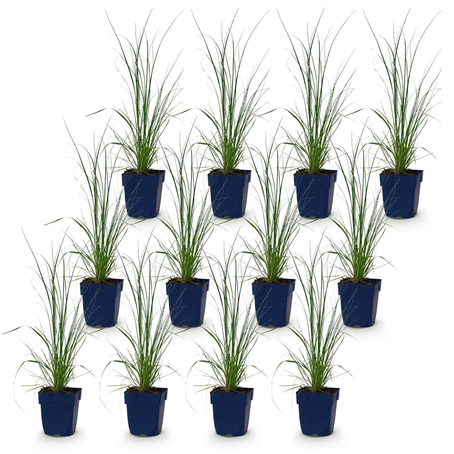 Graminées Cortaderia sell. Pumila, Herbe de la Pampa naine en pots de 11cm, hauteur 15-25cm, disposées en quinconce sur fond blanc.