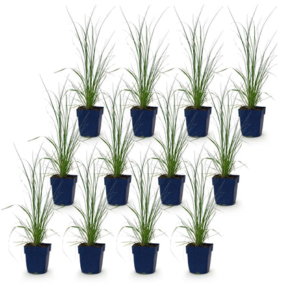 Graminées Cortaderia sell. Pumila, Herbe de la Pampa naine en pots de 11cm, hauteur 15-25cm, disposées en quinconce sur fond blanc.