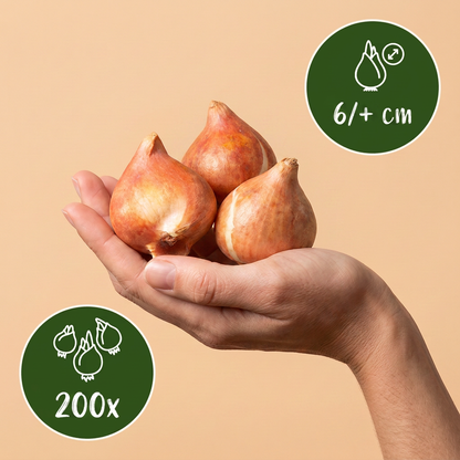 Bulbes de Tulipe 'Little Beauty' tenus dans une main, lot de 200 bulbes.