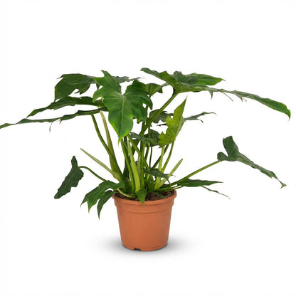 Philodendron Lacerum plante d'intérieur en pot de 19cm, hauteur 65cm, feuilles profondément laciniées vert intense