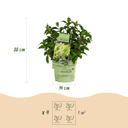 Hydrangea panniculata Groundbreaker Greeny : schéma montrant la hauteur (26 cm) et le diamètre du pot (14 cm) d'un plant, et l'espacement re