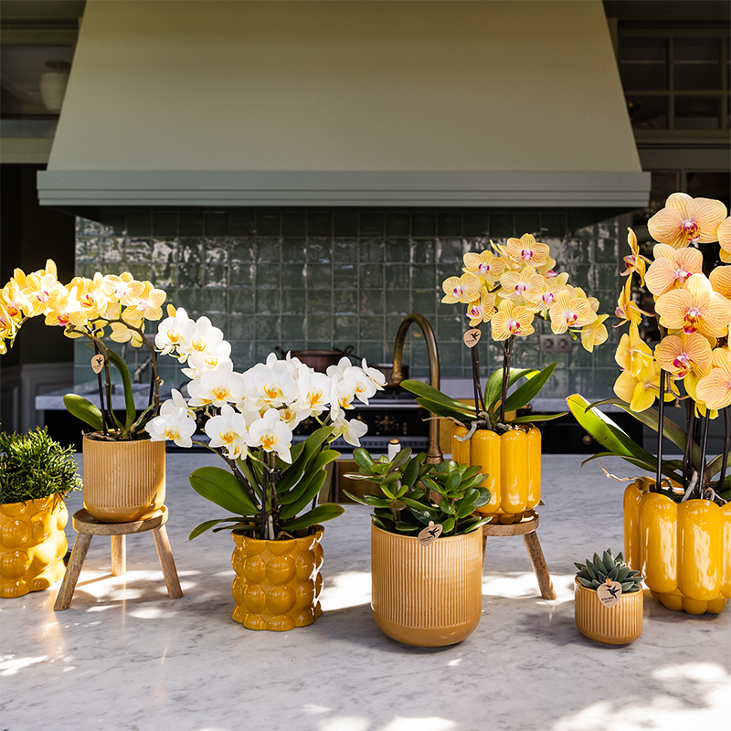 Orchidée Phalaenopsis jaune et rose en pot
