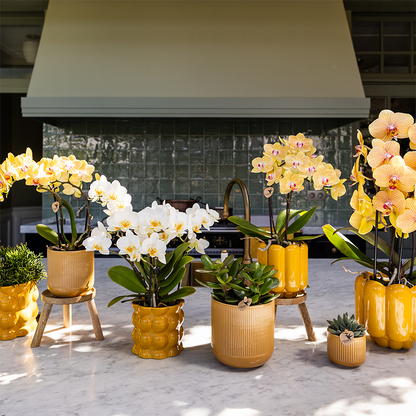 Orchidée Phalaenopsis jaune et rose en pot