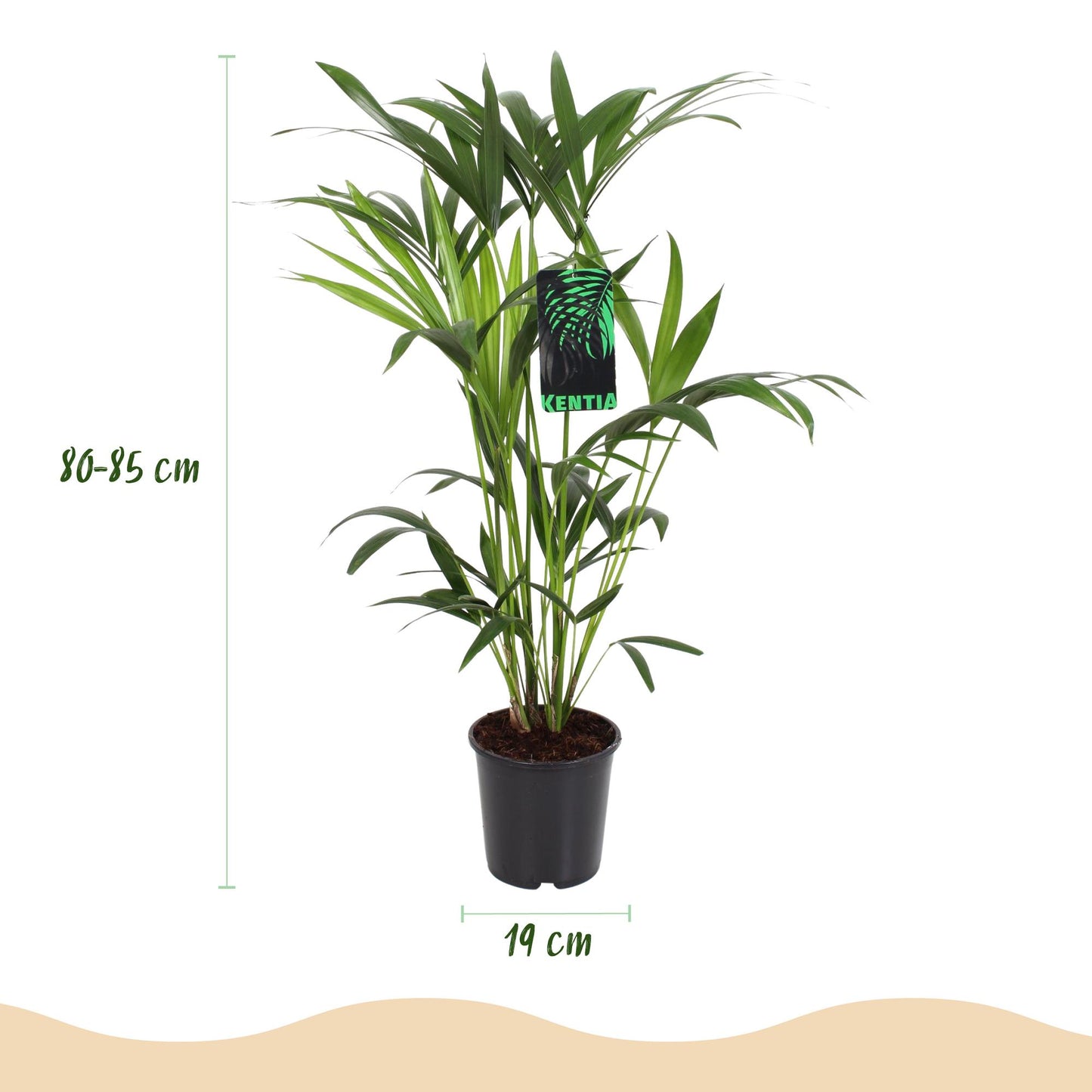 Plante d'intérieur - Howea Forsteriana - Palmier Kentia - Peu d'entretien - Vert - 1 Plante - avec Potter Blanc - Pot 19cm - Hauteur 80-85cm