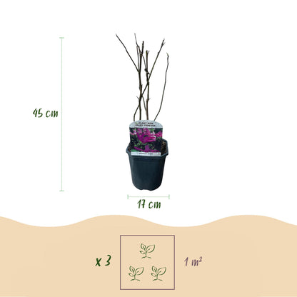 Magnolia Susan : Illustration d'un plant avec ses dimensions, 45 cm de haut et pot de 17 cm, et la recommandation de planter 3 plants par mè