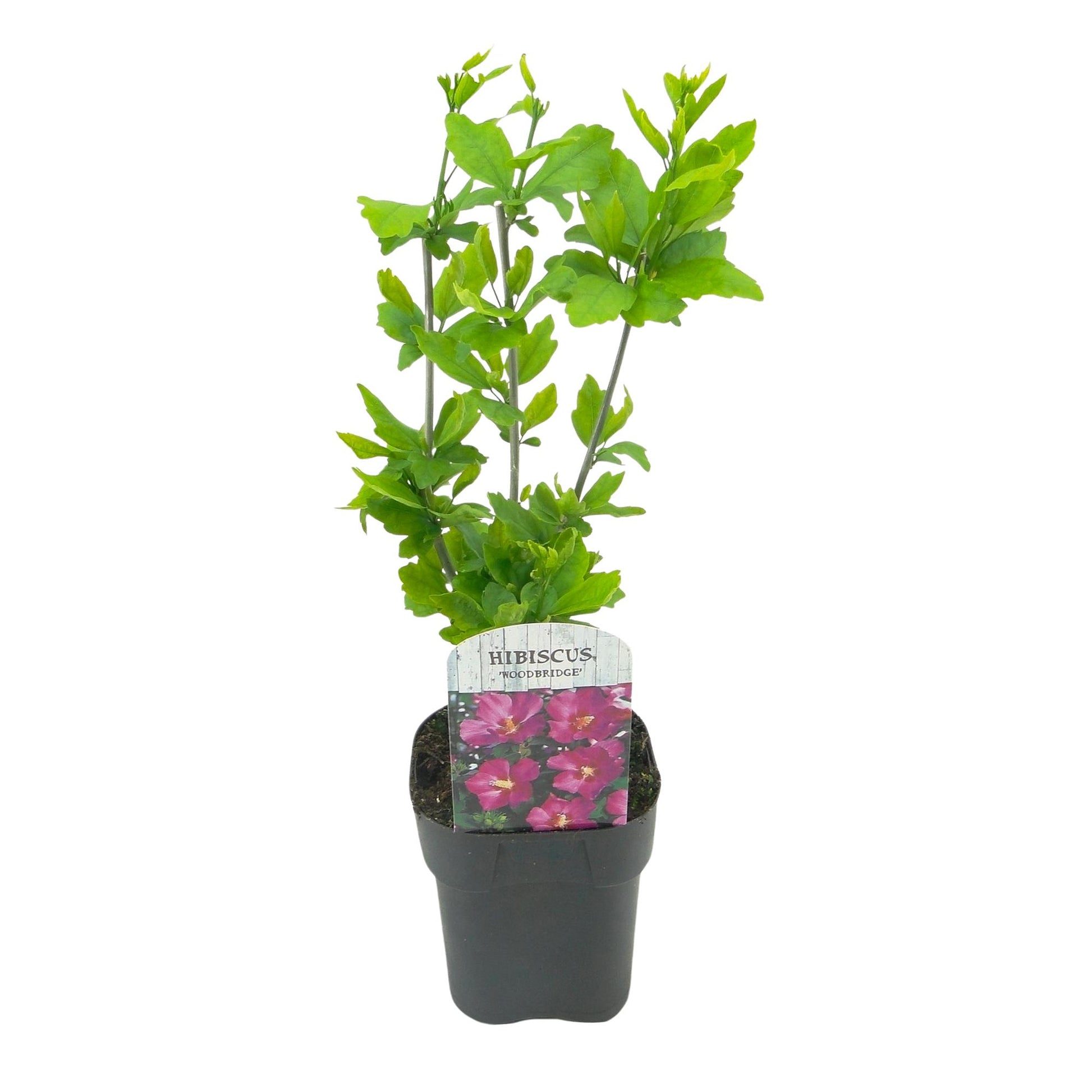 Hibiscus syriacus Woodbridge. Jeune plant en pot noir de 17 cm, prêt à être planté. Feuillage vert clair et étiquette avec des fleurs roses.