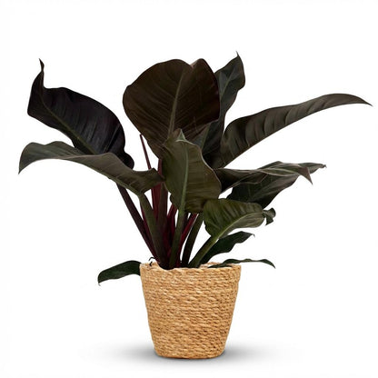 Plante d'intérieur - Philodendron - Philodendron Imperial Red - Rouge - Entretien facile - 1 Plante - avec Panier - Pot 19cm - Hauteur 60cm