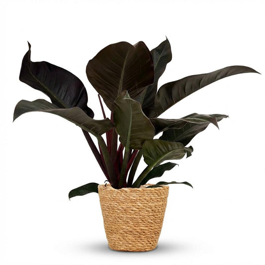 Plante d'intérieur - Philodendron - Philodendron Imperial Red - Rouge - Entretien facile - 1 Plante - avec Panier - Pot 19cm - Hauteur 60cm