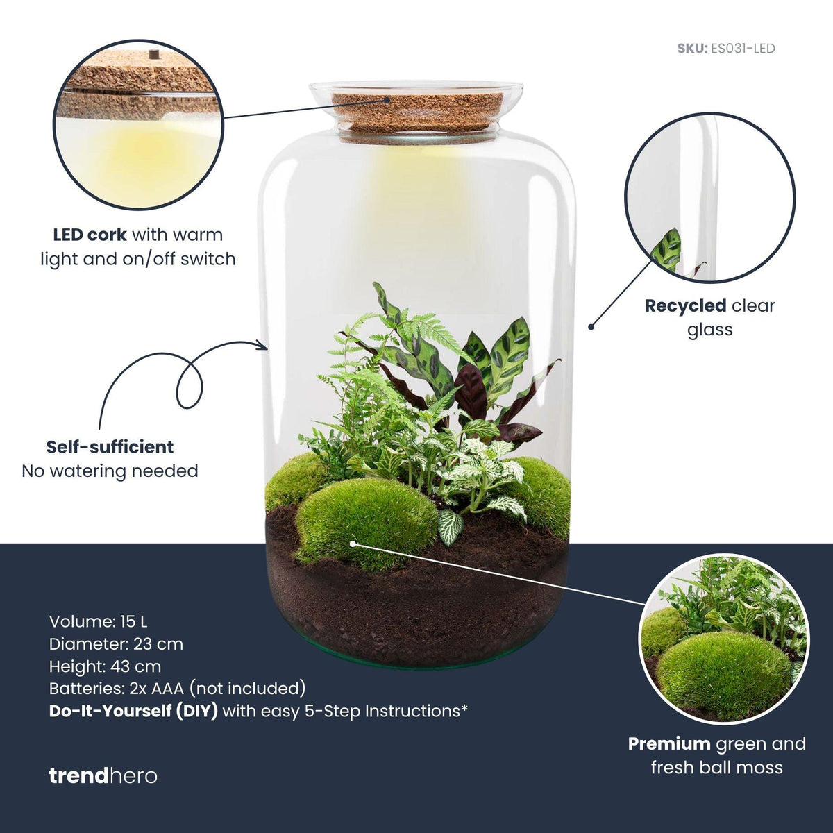 Kit terrarium lumineux haute bouteille Calathea, Fittonia et Asparagus, 43 cm, avec ou sans outils