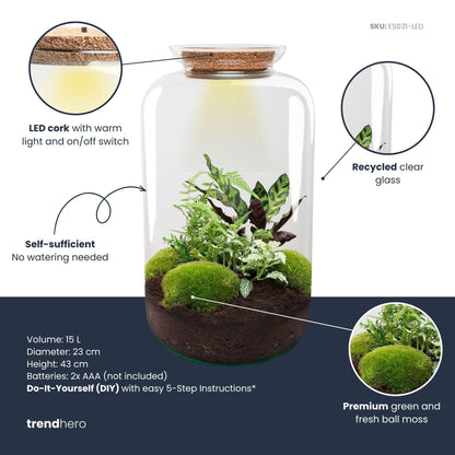Kit terrarium lumineux haute bouteille Calathea, Fittonia et Asparagus, 43 cm, avec ou sans outils
