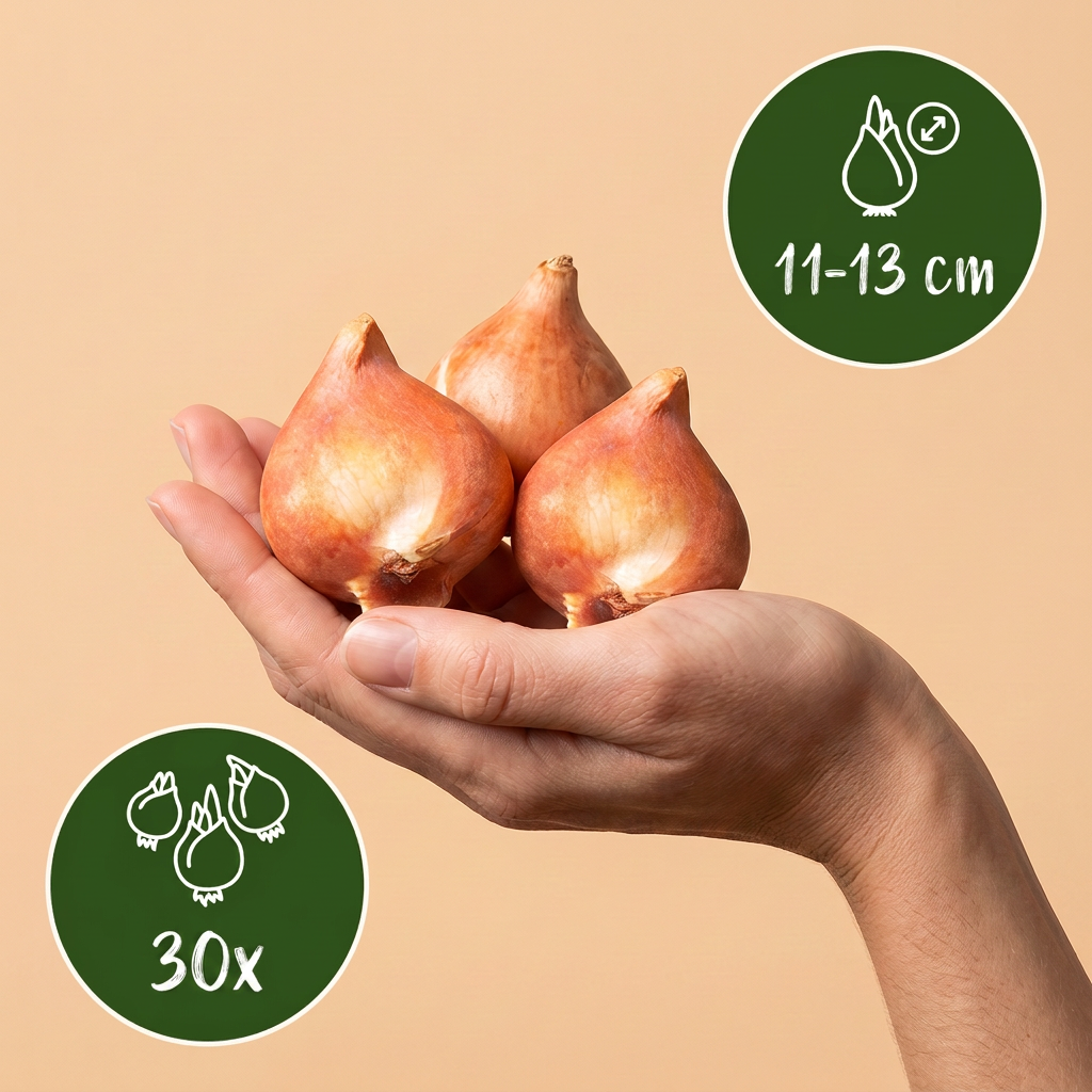 Bulbes de Tulipe double rose tenus dans une main, calibre 11-12 cm, lot de 24 bulbes.