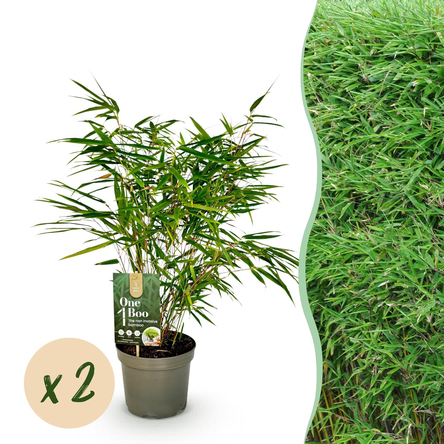 Fargesia rufa : Lot de 2 bambous non envahissants en pot, avec une haie de bambou en arrière-plan et une bulle "x2".