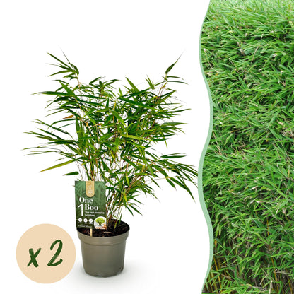 Fargesia rufa : Lot de 2 bambous non envahissants en pot, avec une haie de bambou en arrière-plan et une bulle "x2".