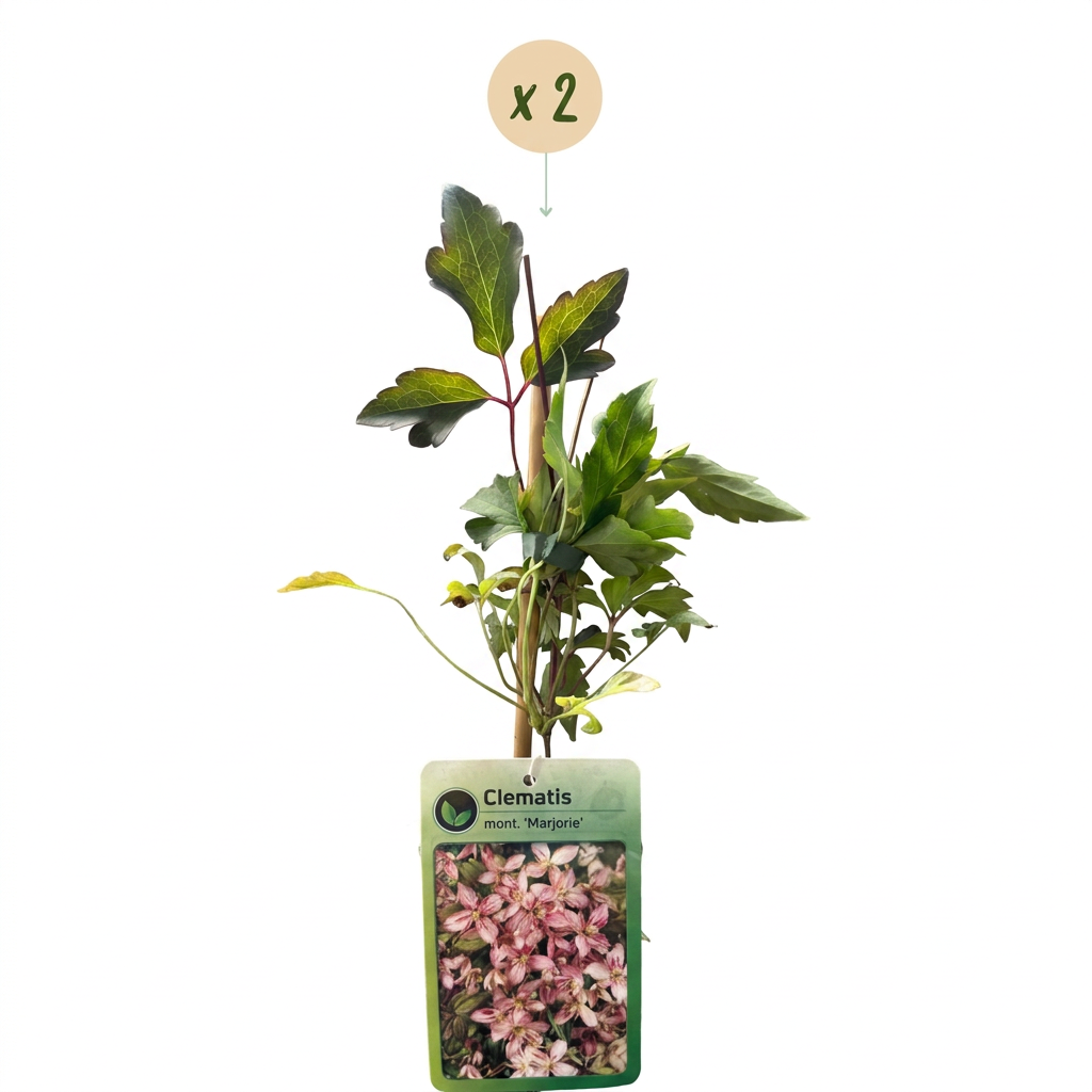 Clématite de montagne 'Marjorie' (Clematis montana) - grimpante fleurie