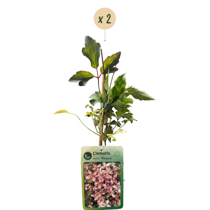 Clématite de montagne 'Marjorie' (Clematis montana) - grimpante fleurie