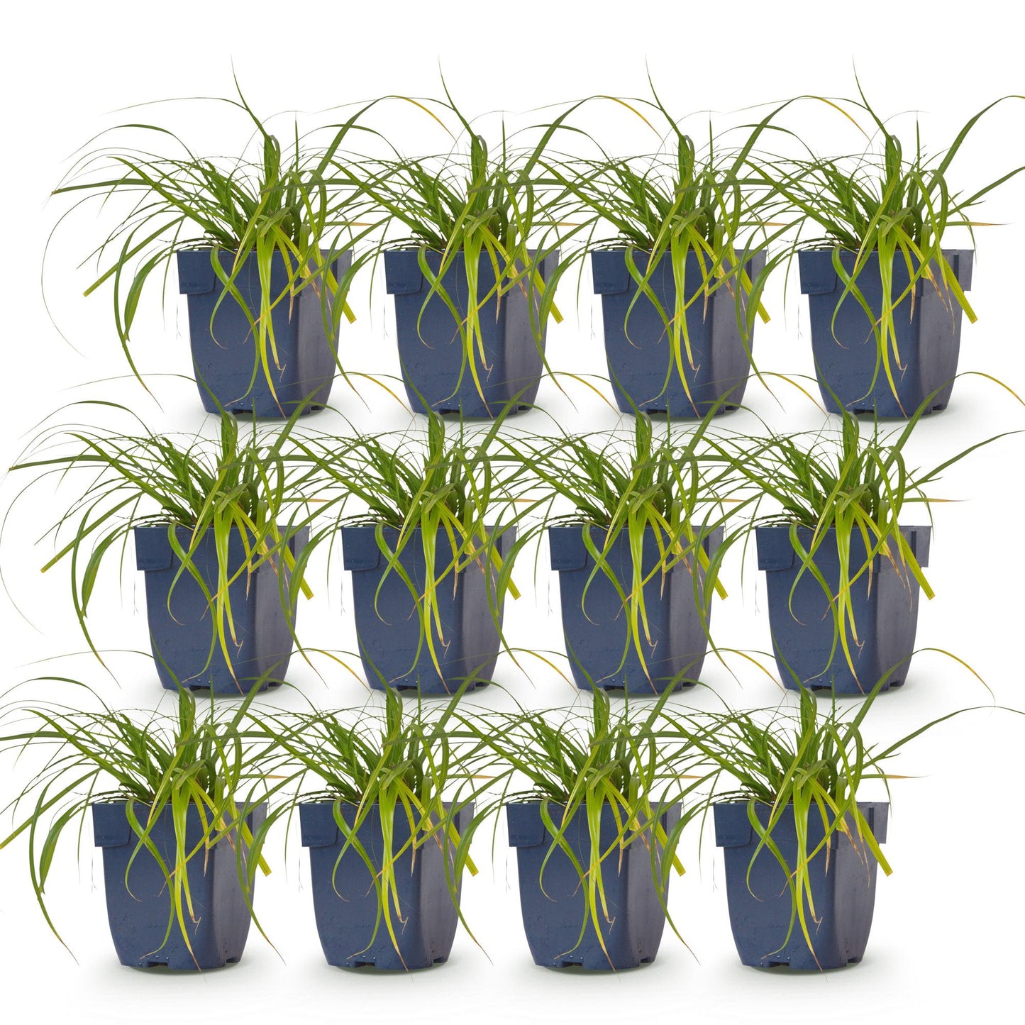 Carex oshimensis Evergreen - Laîche du Japon : Douze plants en pots bleus, avec leur feuillage vert persistant, alignés sur fond blanc.