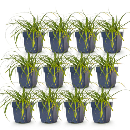 Carex oshimensis Evergreen - Laîche du Japon : Douze plants en pots bleus, avec leur feuillage vert persistant, alignés sur fond blanc.