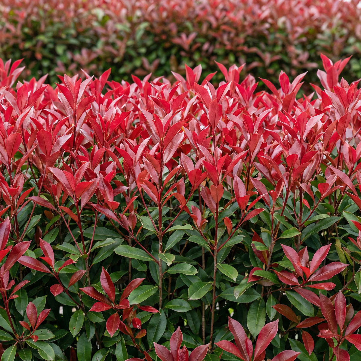 Photinia fraseri Carre Rouge en pleine croissance, ses feuilles rouge vif formant une haie dense et éclatante dans un jardin.