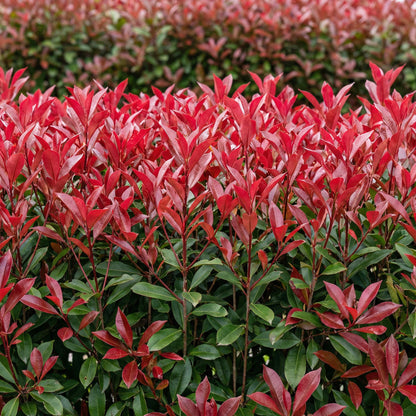 Photinia fraseri Carre Rouge en pleine croissance, ses feuilles rouge vif formant une haie dense et éclatante dans un jardin.