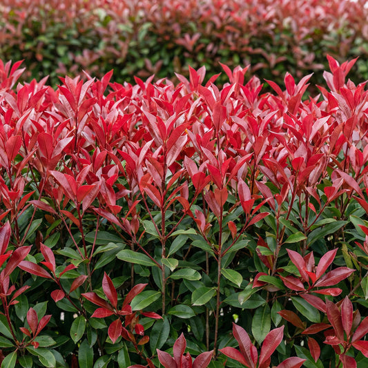 Photinia fraseri Carre Rouge en pleine croissance, ses feuilles rouge vif formant une haie dense et éclatante dans un jardin.