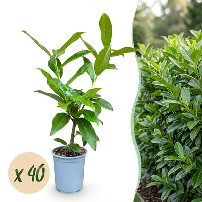Prunus laurocerasus Novita, jeune plant en pot sur fond blanc, juxtaposé à une haie dense. Bulle 'x 40' indiquant la quantité du lot.