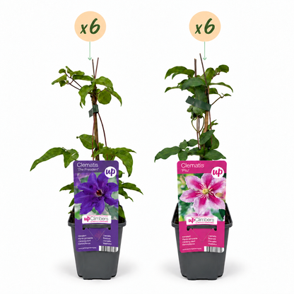 Clématite Duo Violet & Rose - lot de 12 plants, pot Ø9 cm