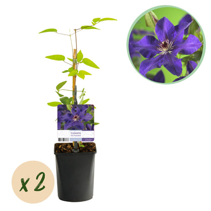 Clématite 'The President', jeune plant grimpant en pot, avec pastille 'x 2' indiquant un lot de 2 plants. Gros plan d'une fleur violette.