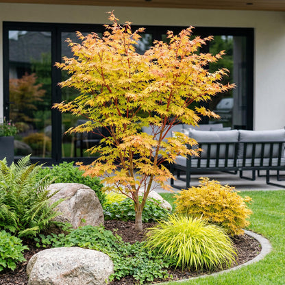 Acer palmatum Shaina. Érable japonais aux feuilles jaunes-orangées éclatantes, planté dans un jardin moderne avec des rochers et une pelouse