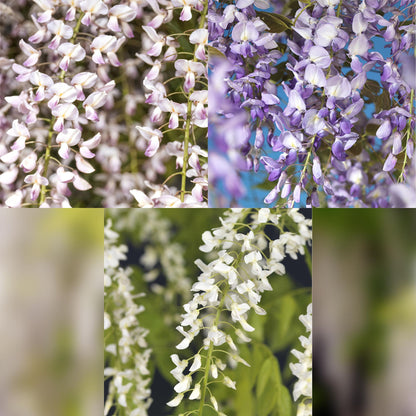 Glycine Wisteria floribunda Tricolour. Trois gros plans de ses grappes de fleurs dans les tons blanc, rose pâle et violet clair.