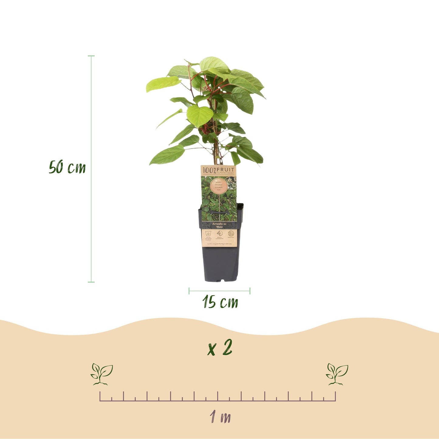 Actinidia arguta Weiki : lot de 2 plants de kiwi mâle en pot, avec dimensions (hauteur 50 cm, pot 15 cm) et espacement de plantation de 1 mè