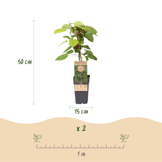 Actinidia arguta Weiki : lot de 2 plants de kiwi mâle en pot, avec dimensions (hauteur 50 cm, pot 15 cm) et espacement de plantation de 1 mè