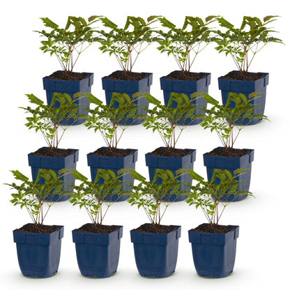 Astilbe Deutschland, lot de douze jeunes plants en pots bleus, feuillage vert foncé, prêts à être plantés dans votre jardin.