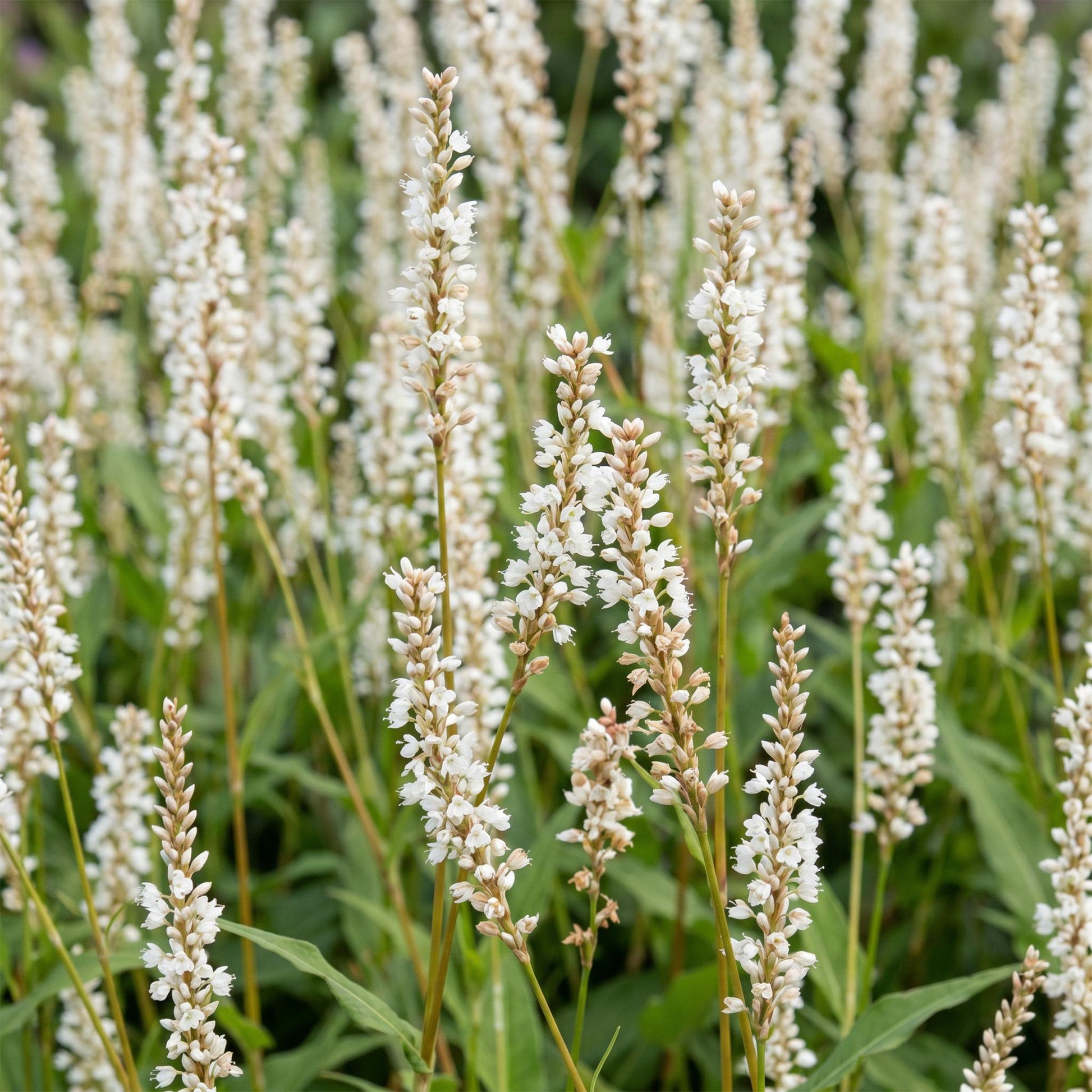 Persicaria ampl. Alba, Renouée à fleurs blanches et feuillage vert dense en gros plan, idéal pour bordures et massifs ombragés.